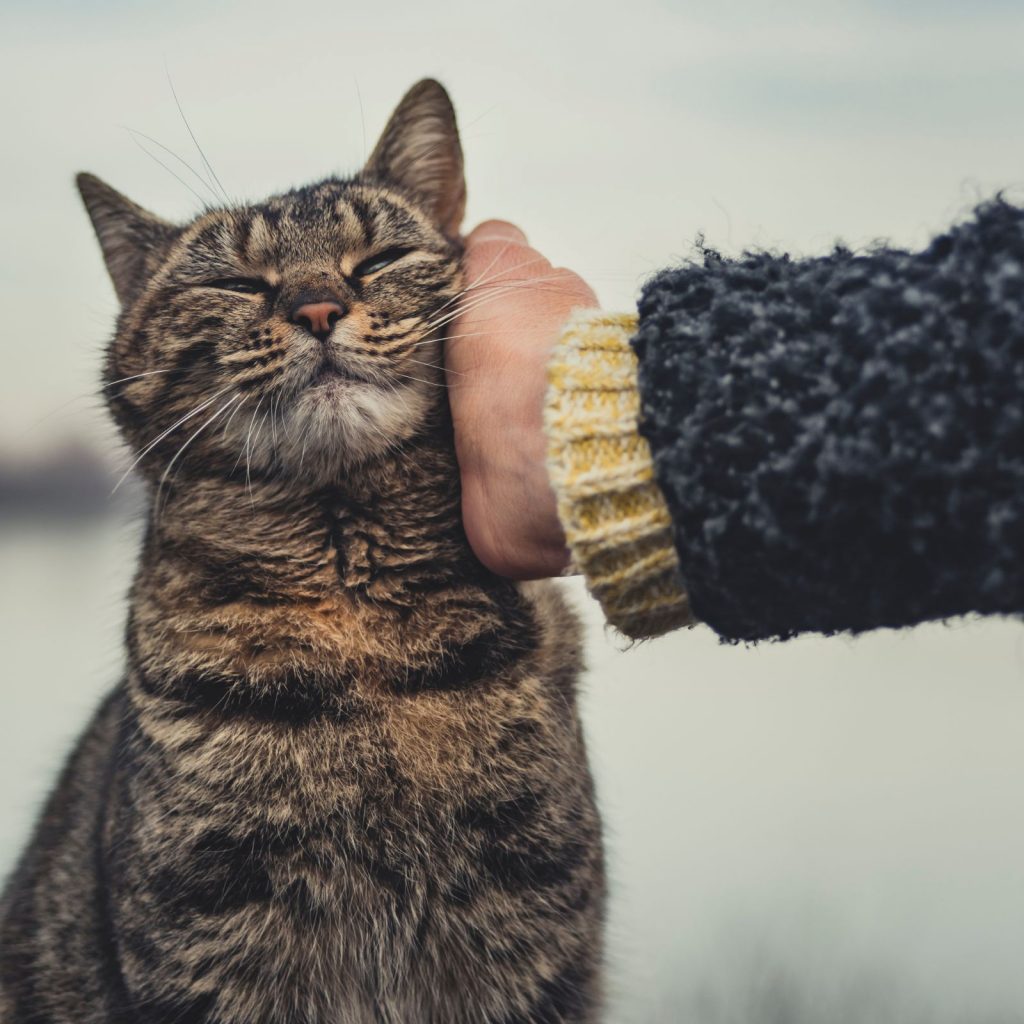 colorful cat enjoys being petted