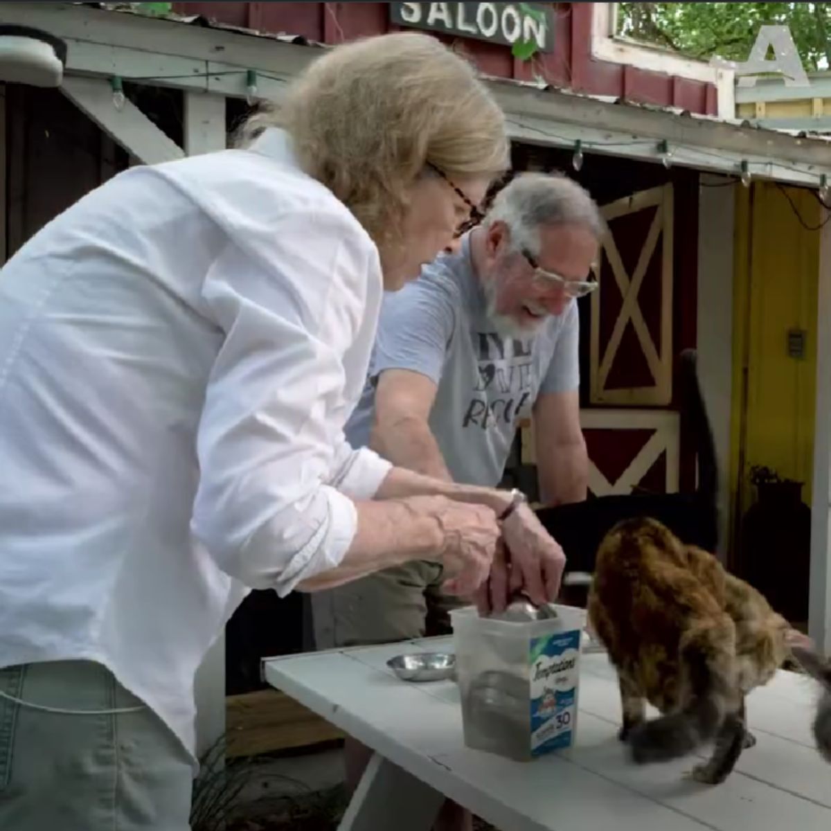 couple feeding cats