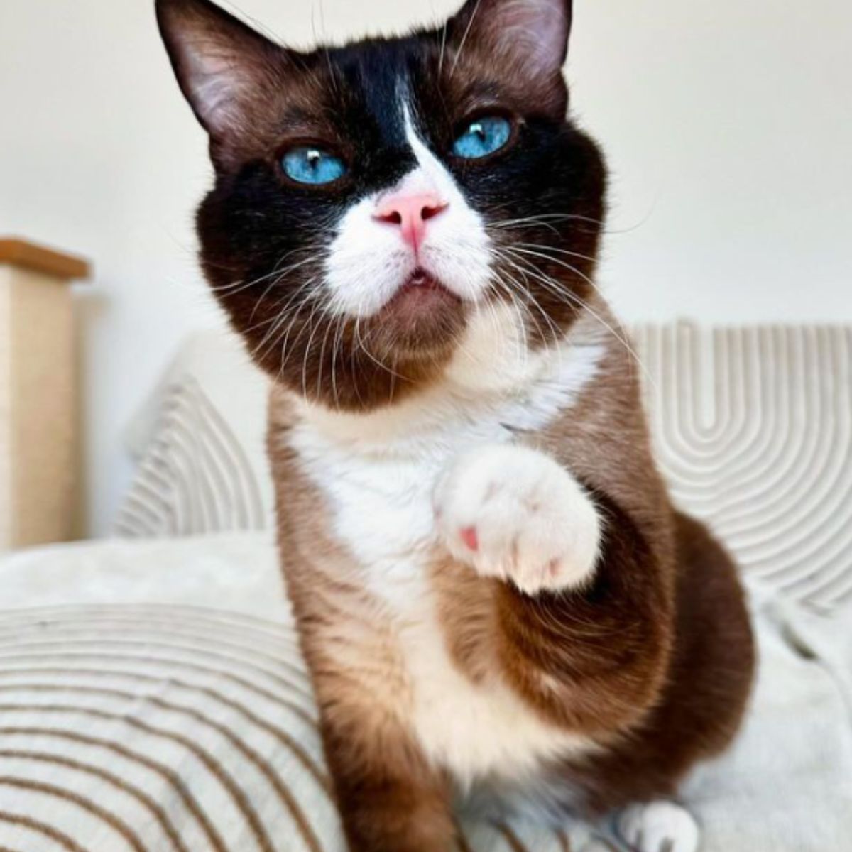 cute cat with blue eyes