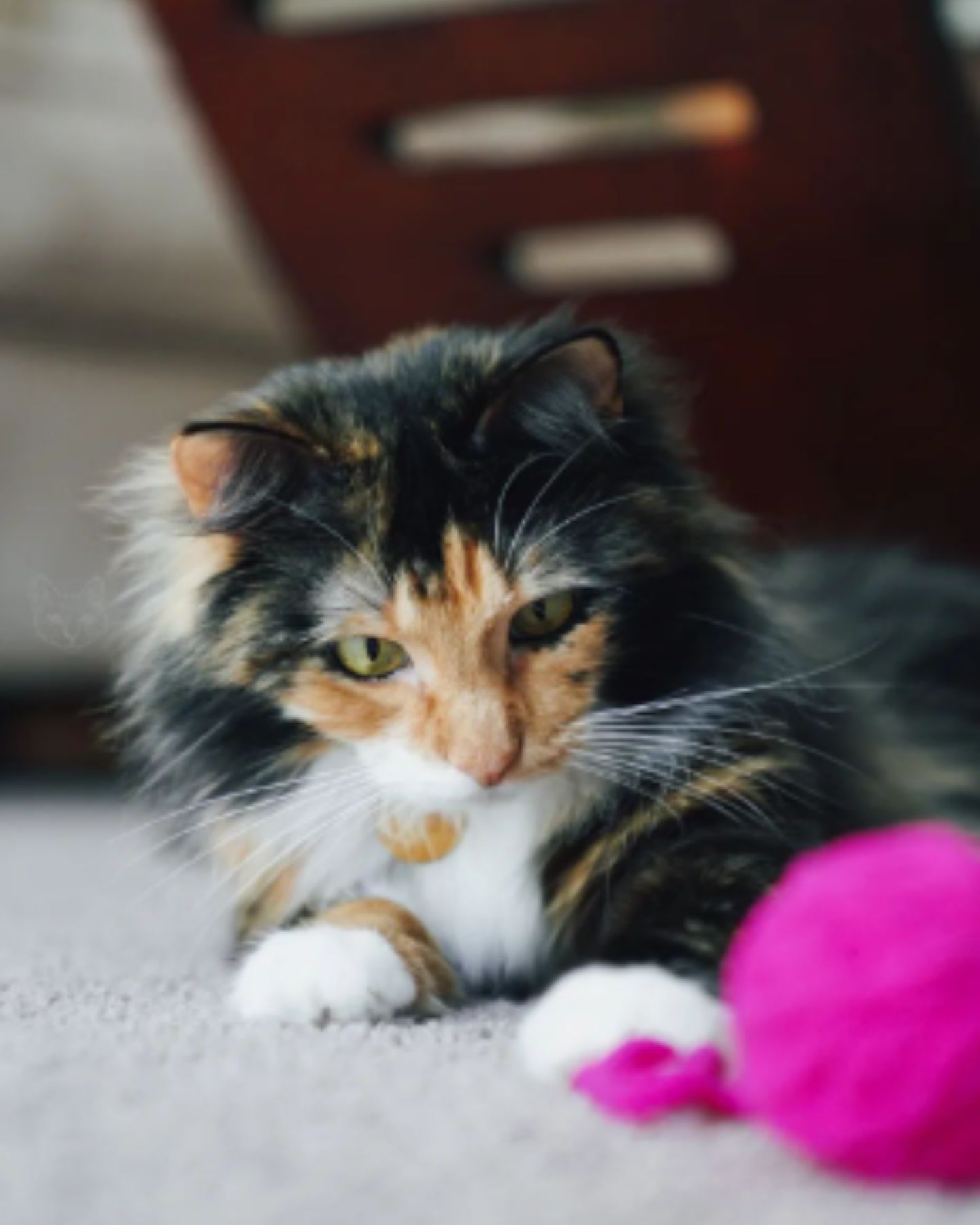 cute kitten with black and orange fur