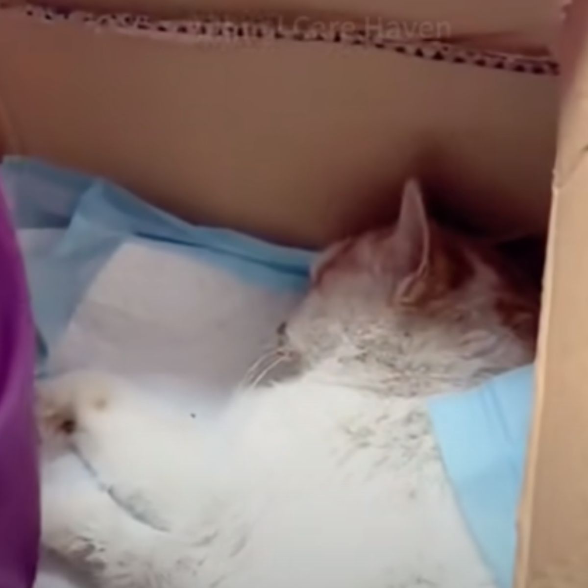 dead cat in box