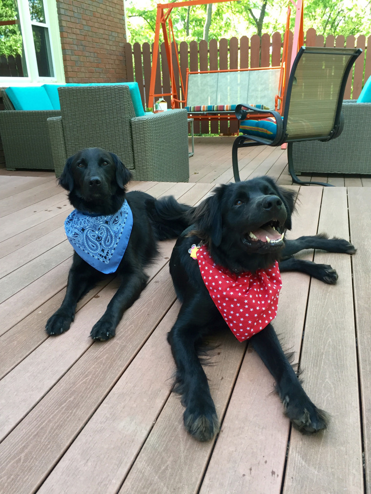 Rescue dogs Edgar and Oscar, before Edgar went missing in Cincinnati, Ohio.