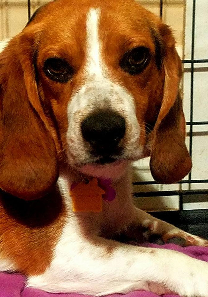 Man Rescues A Beagle From Being Euthanized In A Shelter, The Dog Can't Contain His Gratitude, Hugs His Rescuer