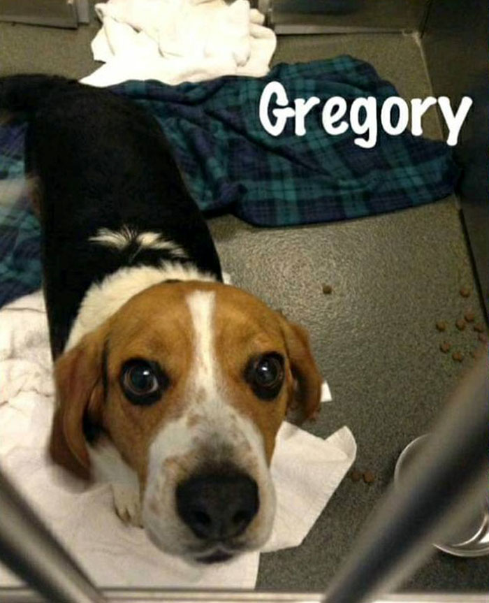 Man Rescues A Beagle From Being Euthanized In A Shelter, The Dog Can't Contain His Gratitude, Hugs His Rescuer