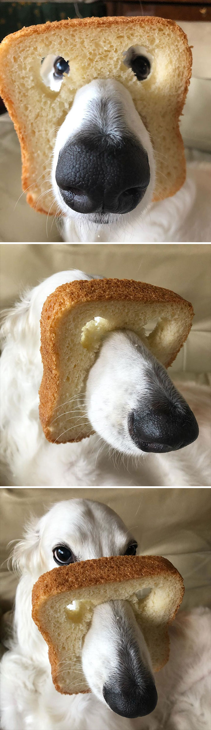 Purebread Or Inbread Doggo?