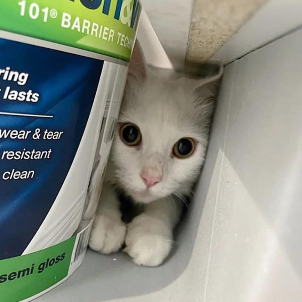 funny cat peeking