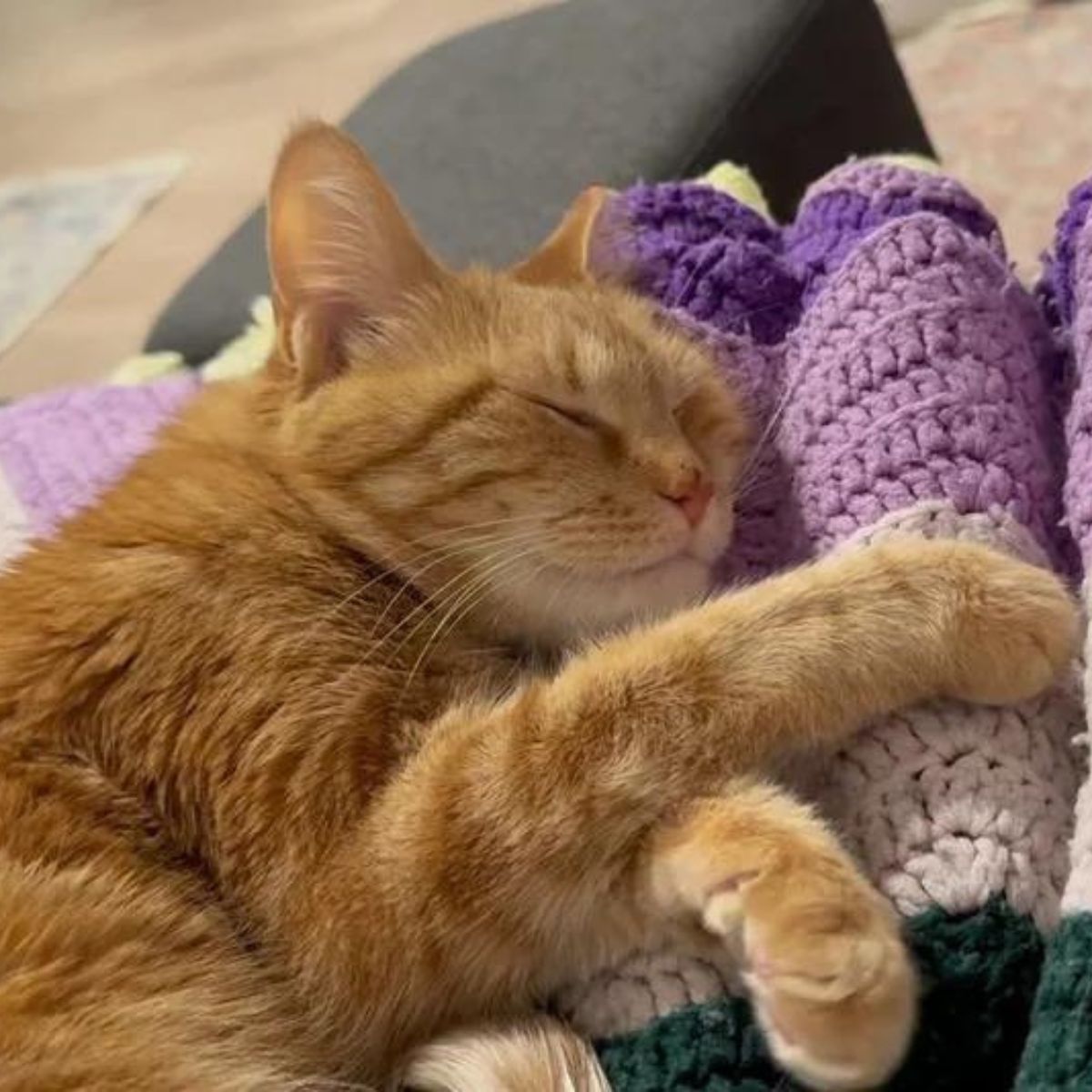 ginger cat sleeps