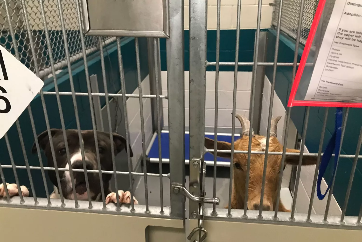 dog and goat best friends at shelter. https://www.facebook.com/wakegov/posts/pfbid0mhfS8r2aFWHBXcMyUzUPmmLbcEUAshJKPqHDgocJyB783dmF6yJQbR6yAbNbgv8Ll. https://www.wake.gov/news/wake-county-animal-center-help-goat-and-dog-duo-find-forever-home?fbclid=IwAR2-wECwO0eEpL0h6Rwb-2JUqohD_vlgAyAJiJZl0qXEqOKsFwkzoiZ97d8. Wake County Government