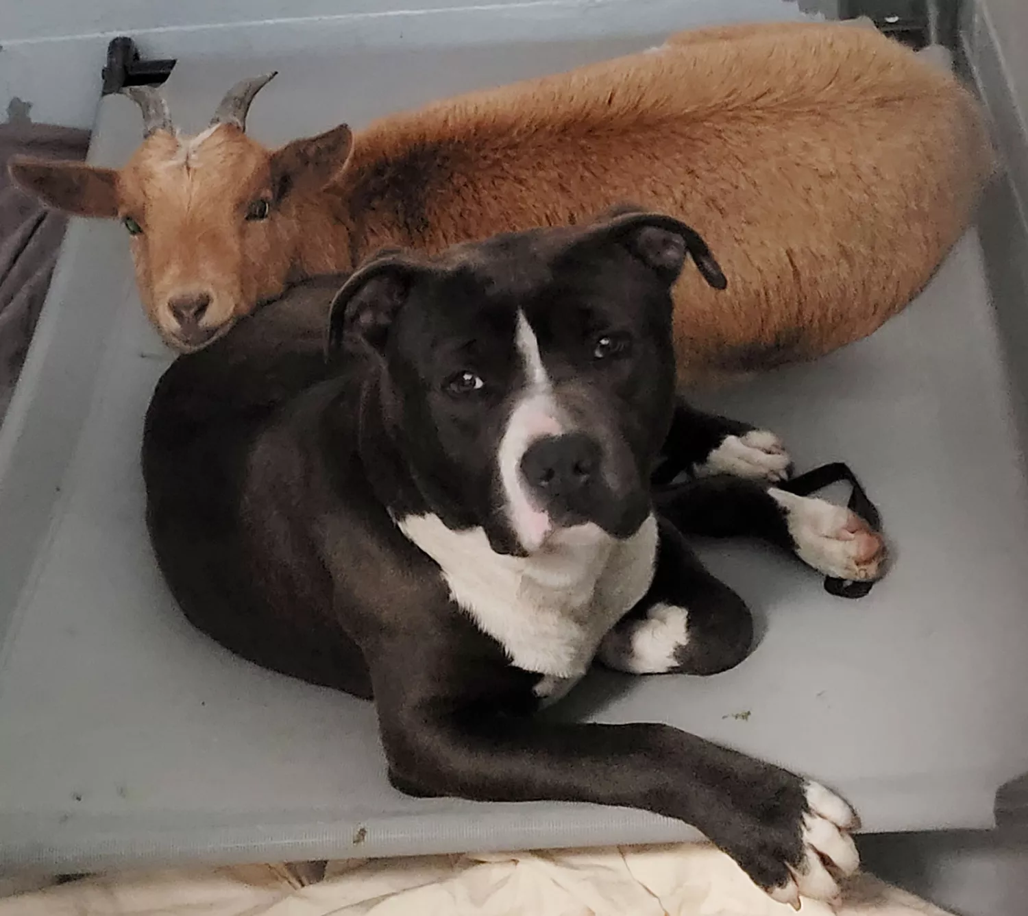 dog and goat best friends at shelter. https://www.facebook.com/wakegov/posts/pfbid0mhfS8r2aFWHBXcMyUzUPmmLbcEUAshJKPqHDgocJyB783dmF6yJQbR6yAbNbgv8Ll. https://www.wake.gov/news/wake-county-animal-center-help-goat-and-dog-duo-find-forever-home?fbclid=IwAR2-wECwO0eEpL0h6Rwb-2JUqohD_vlgAyAJiJZl0qXEqOKsFwkzoiZ97d8. Wake County Government