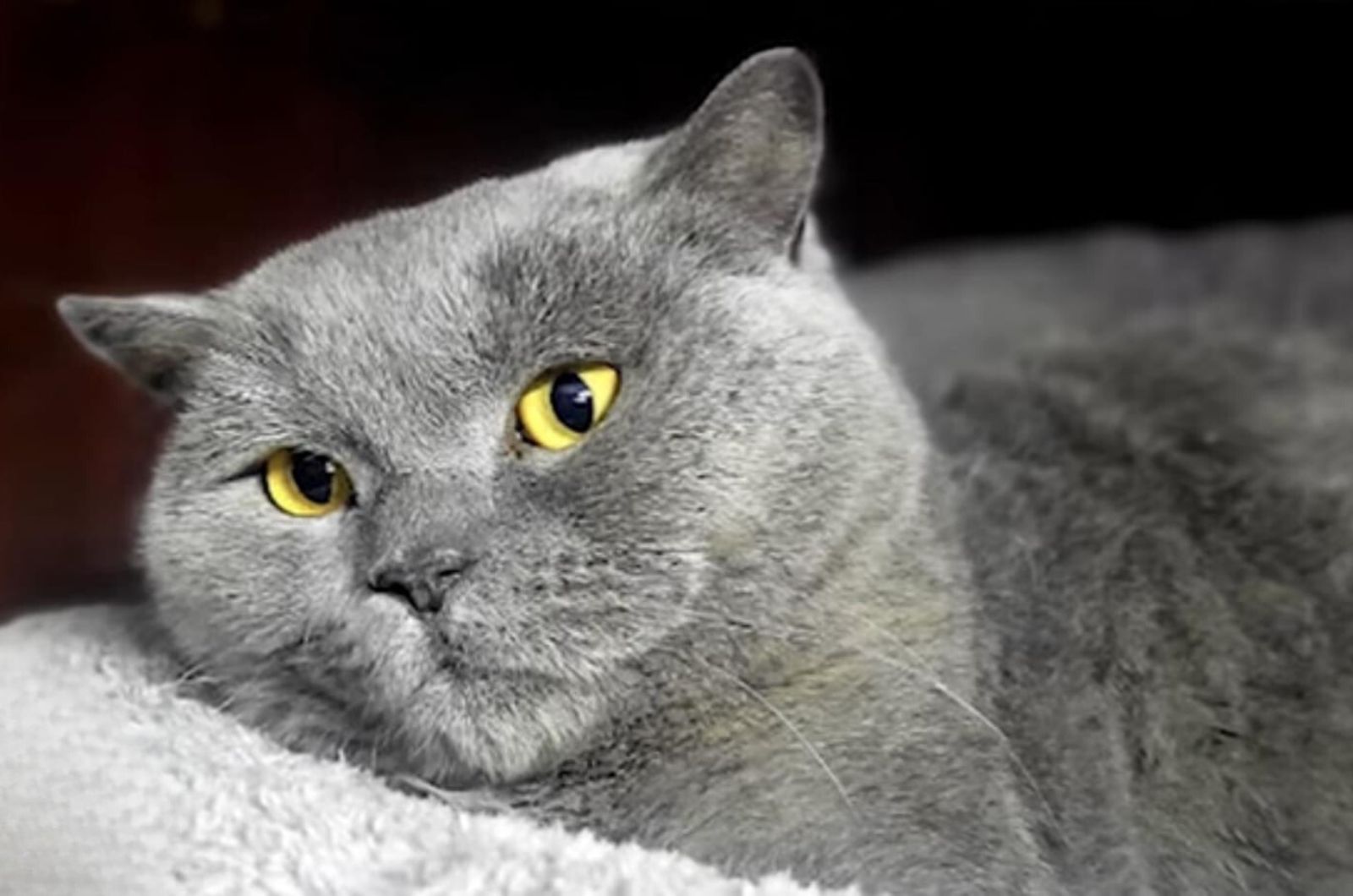 gray cat laying