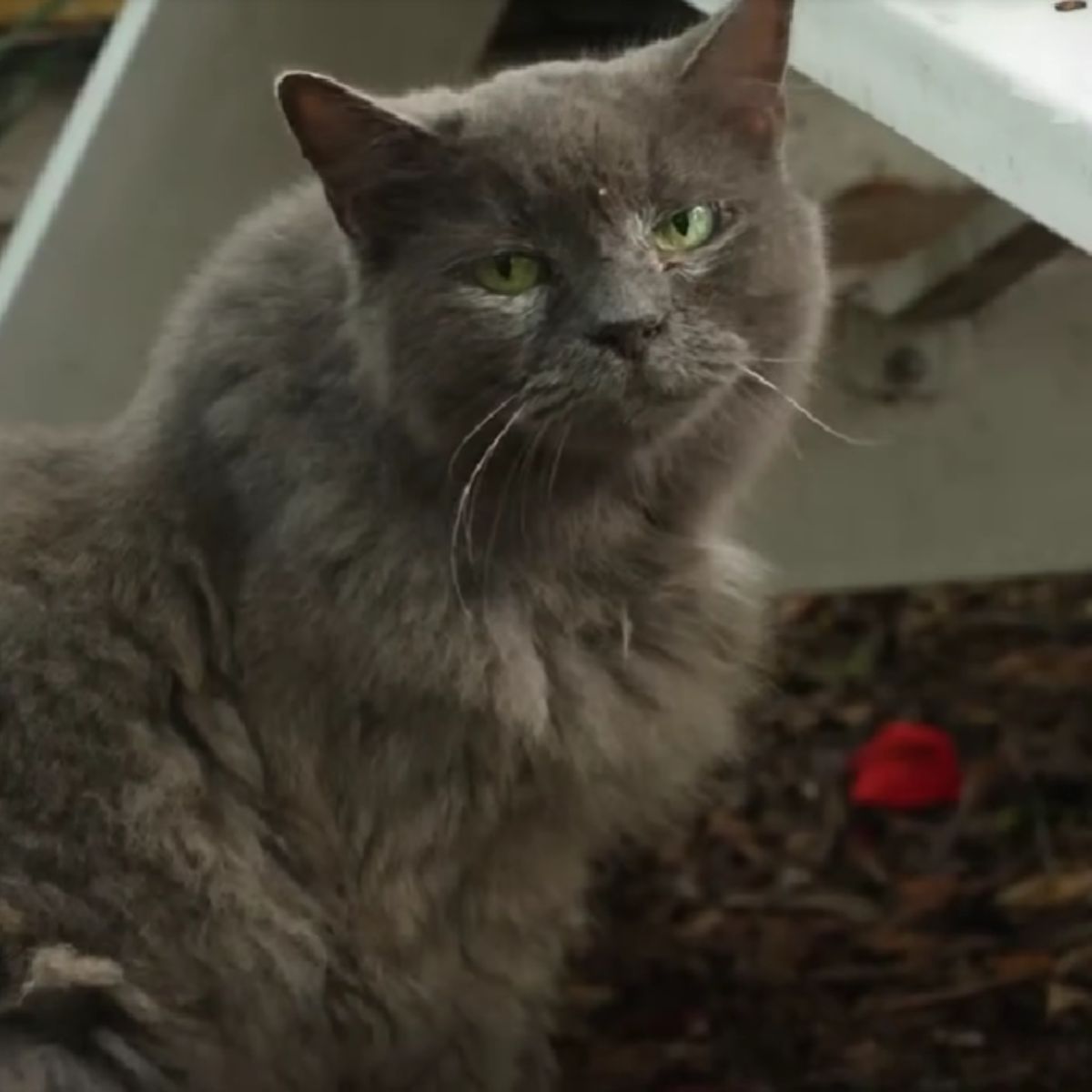 gray senior cat