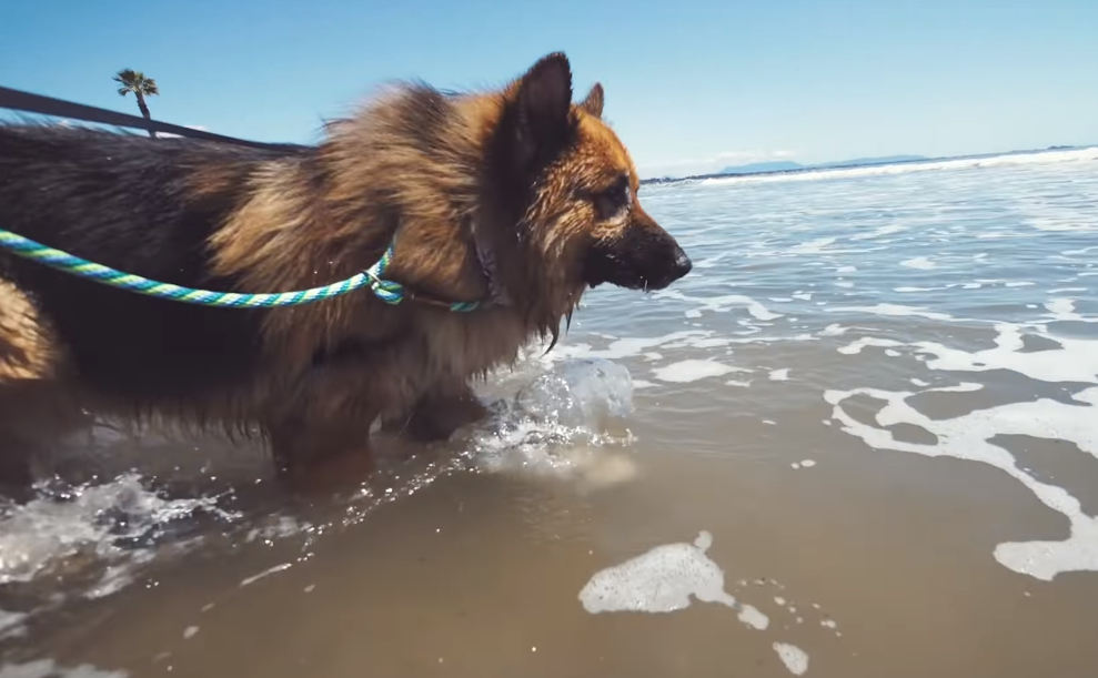 herschel in ocean