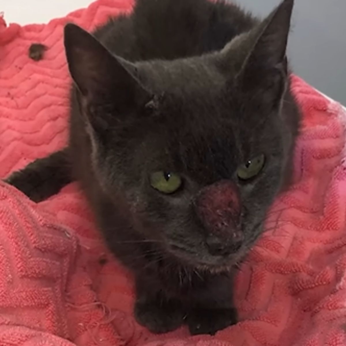 injured cat