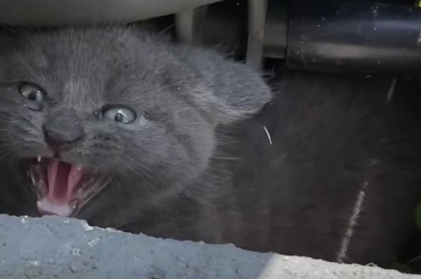 kitten hissing