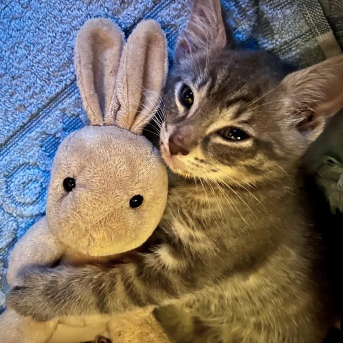 kitten hugging a stuffed animal