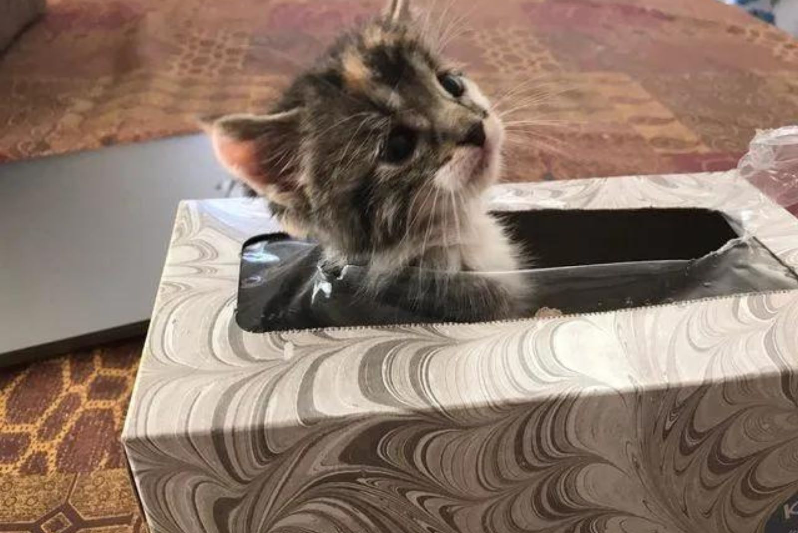 kitten in a tissue box