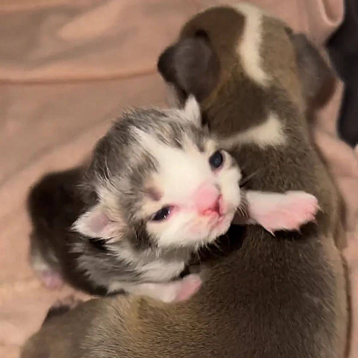 kitten lying on a puppy