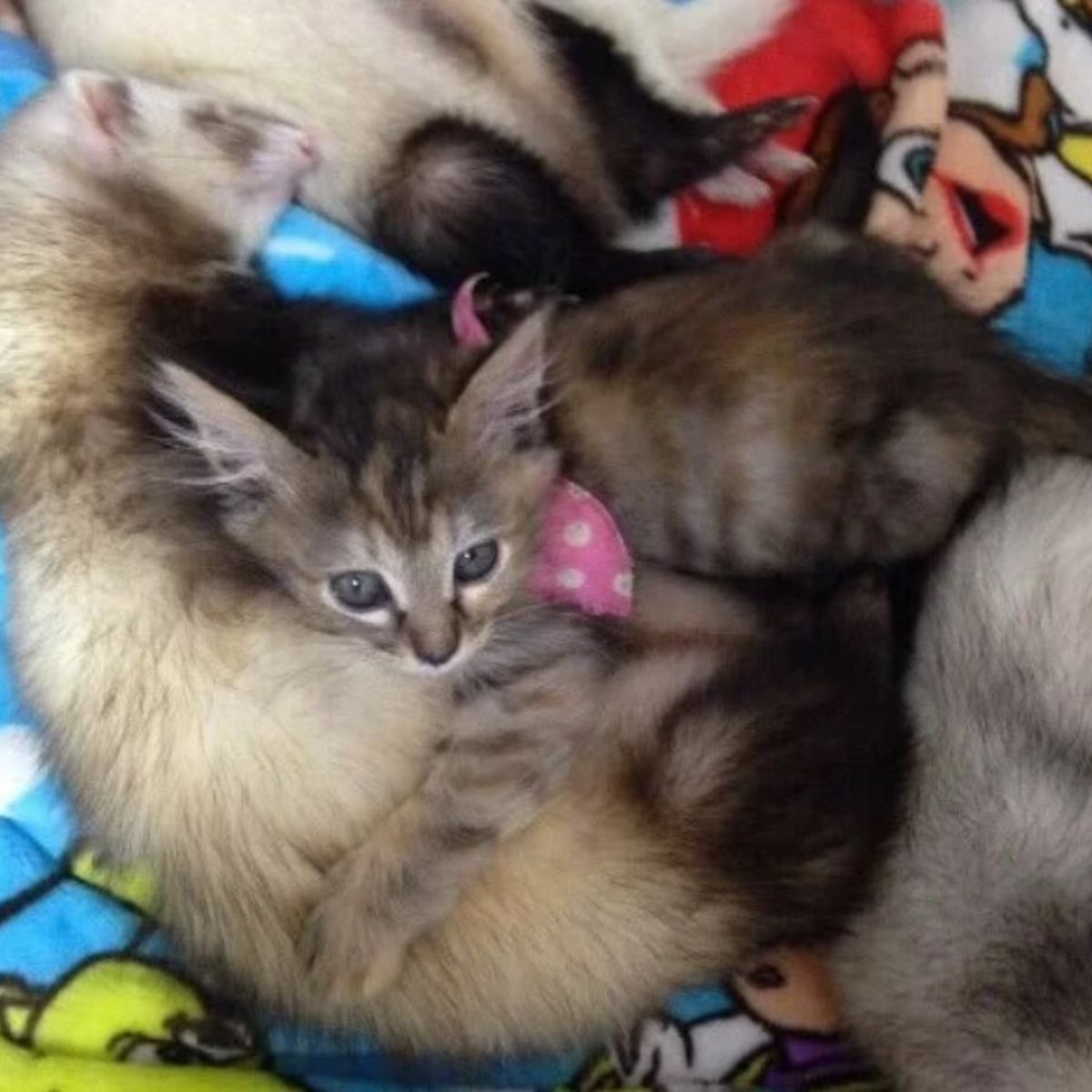 kitten lying with a ferret