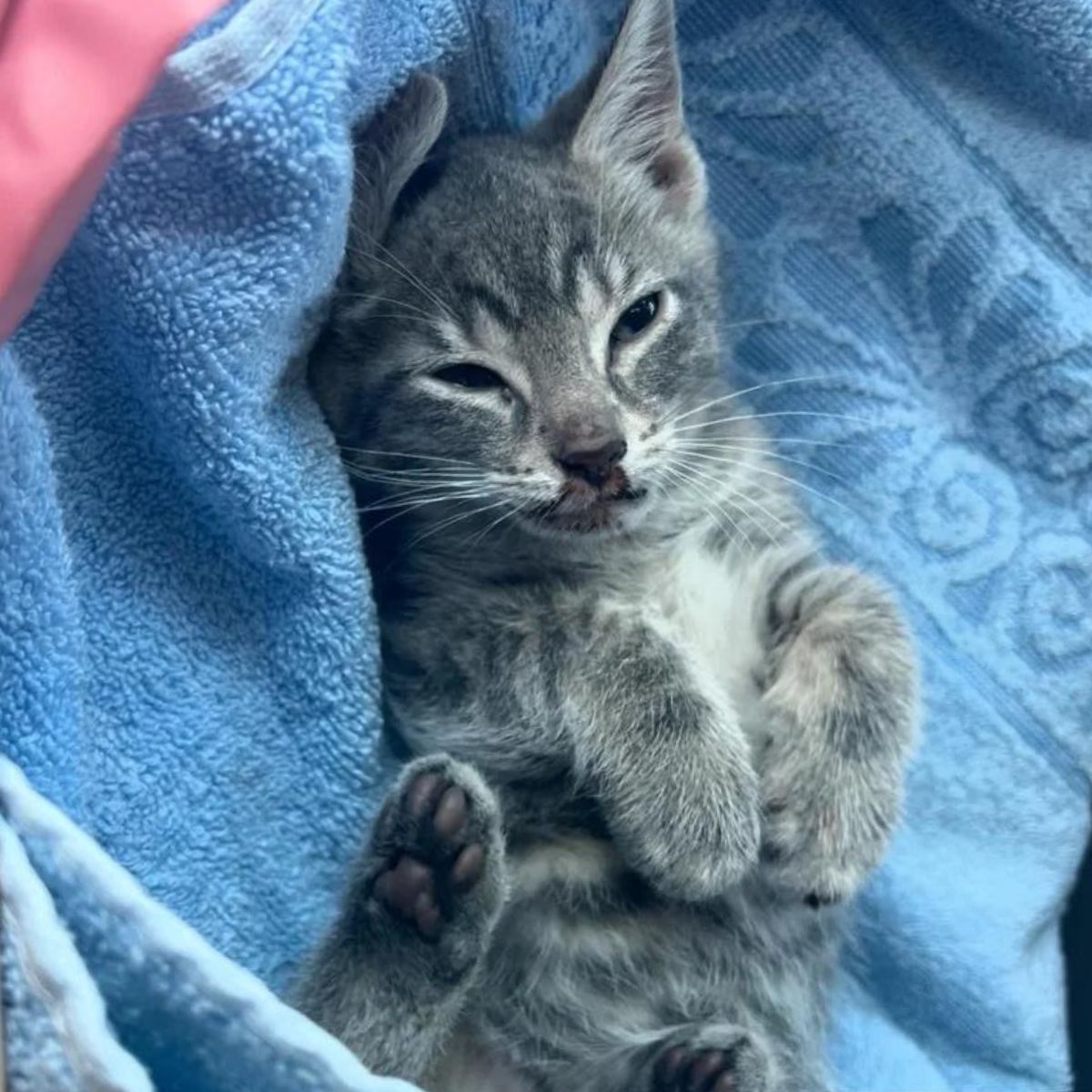 kitten on a blue towel