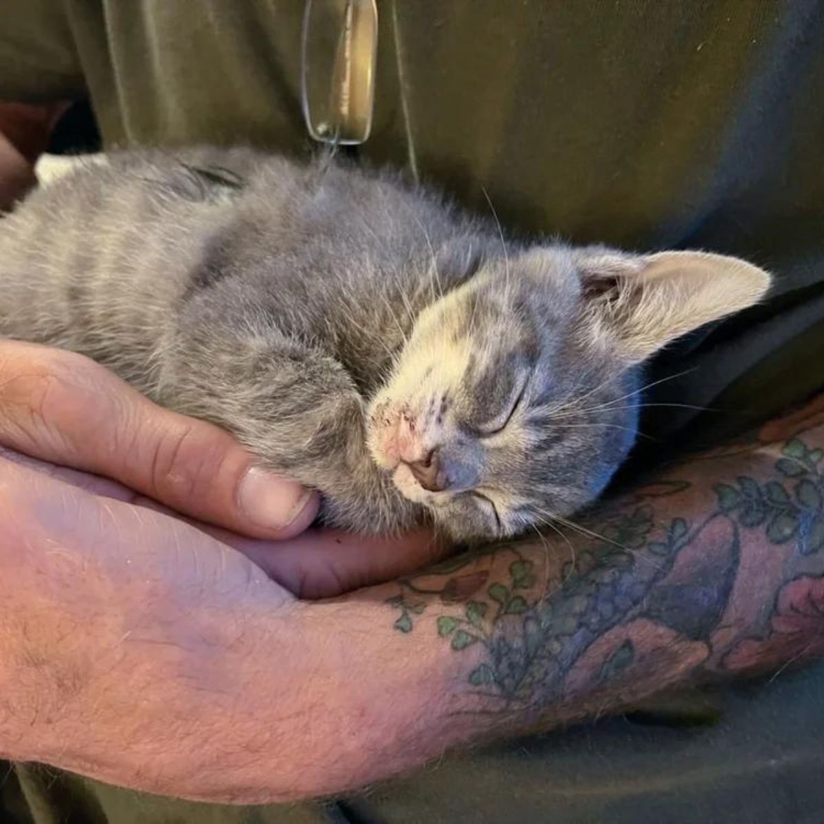 kitten sleeping in man's hands