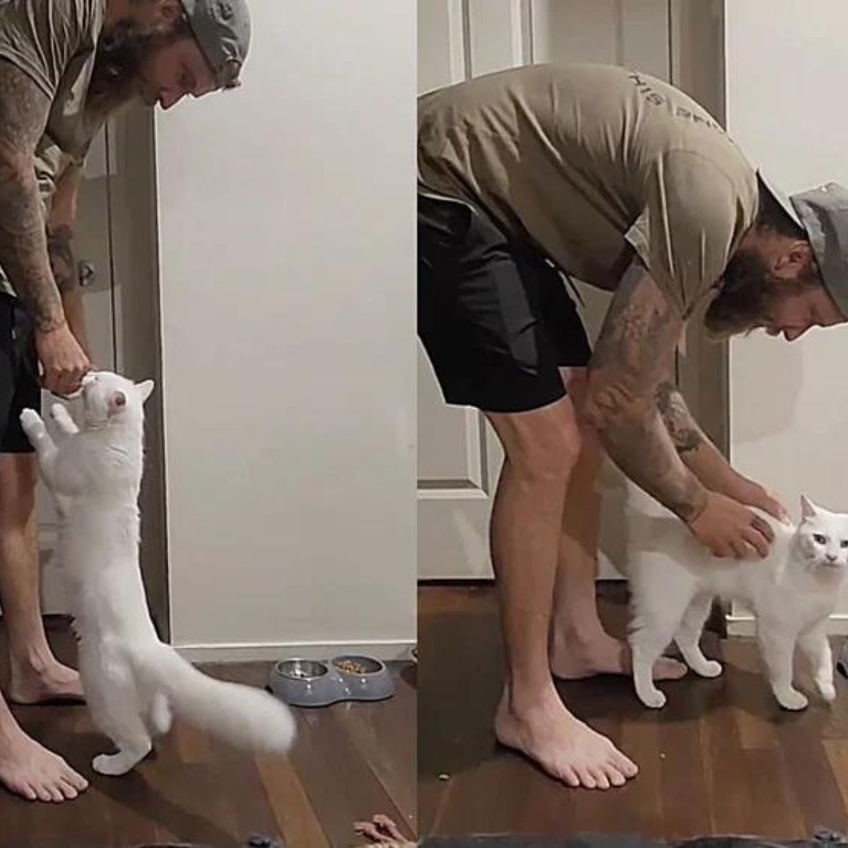 man playing with cat