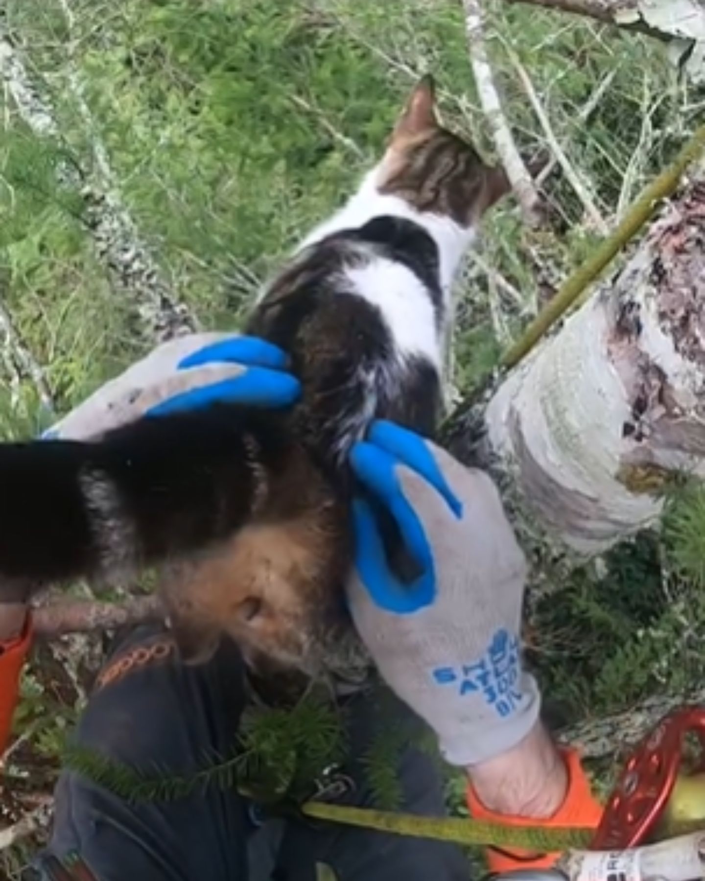 man rescuing cat on the tree