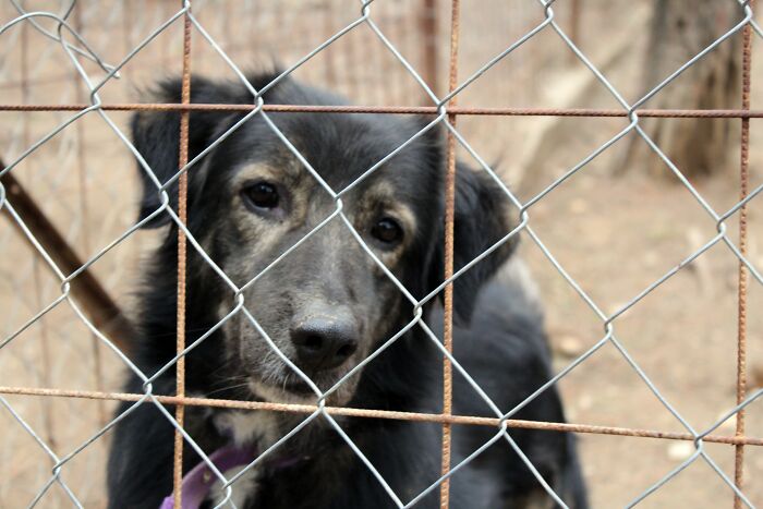 Heartwarming Video Showing Shelter Dog Saying Goodbye To Staff Members After Being Adopted