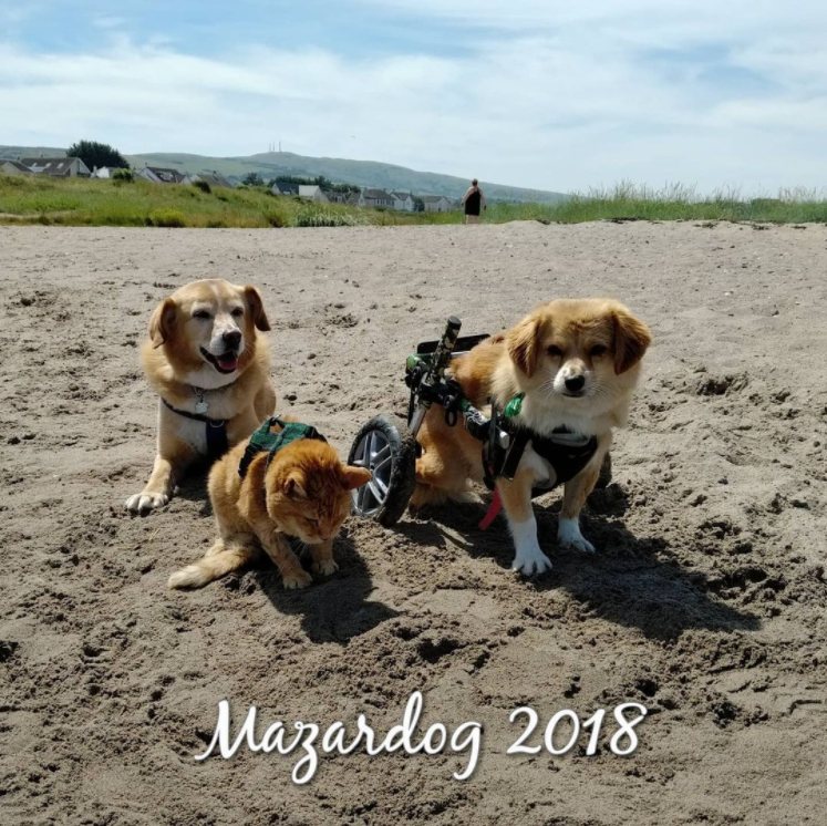 two disabled dogs and a cat on beach