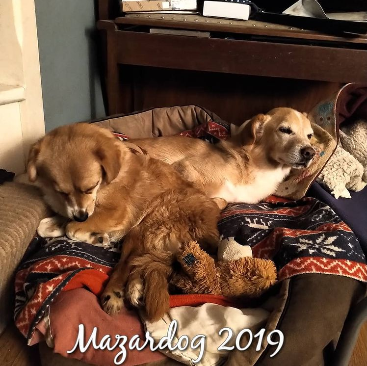 dogs lying on bed together