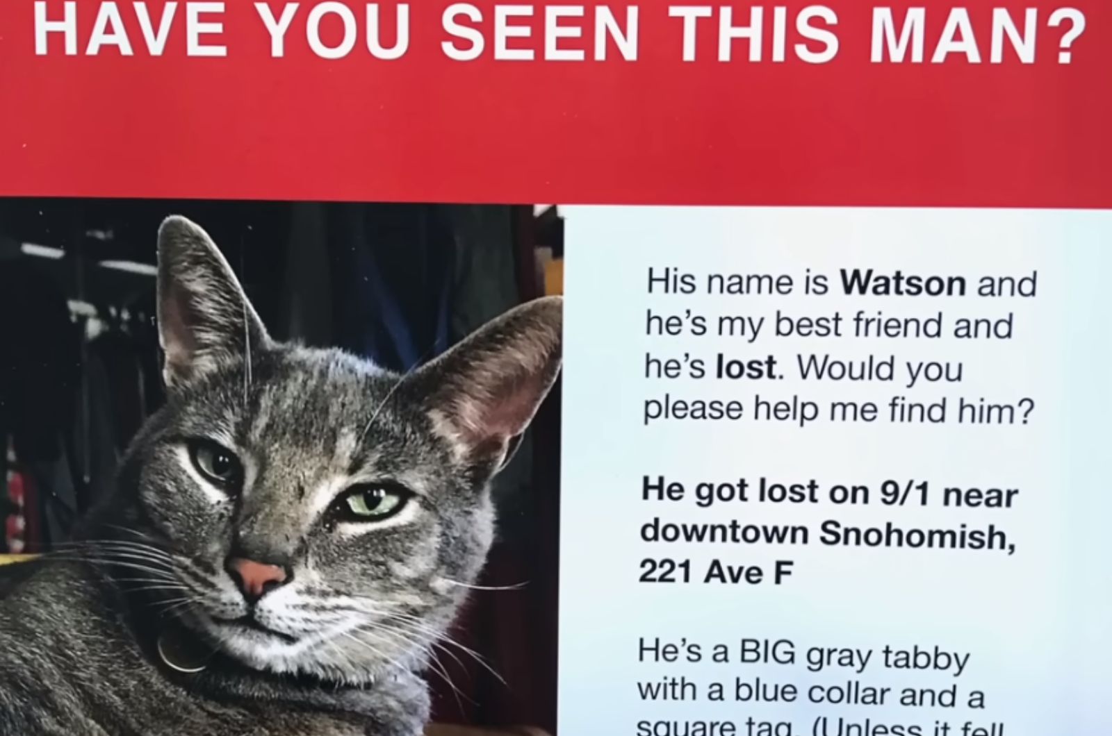 missing cat poster