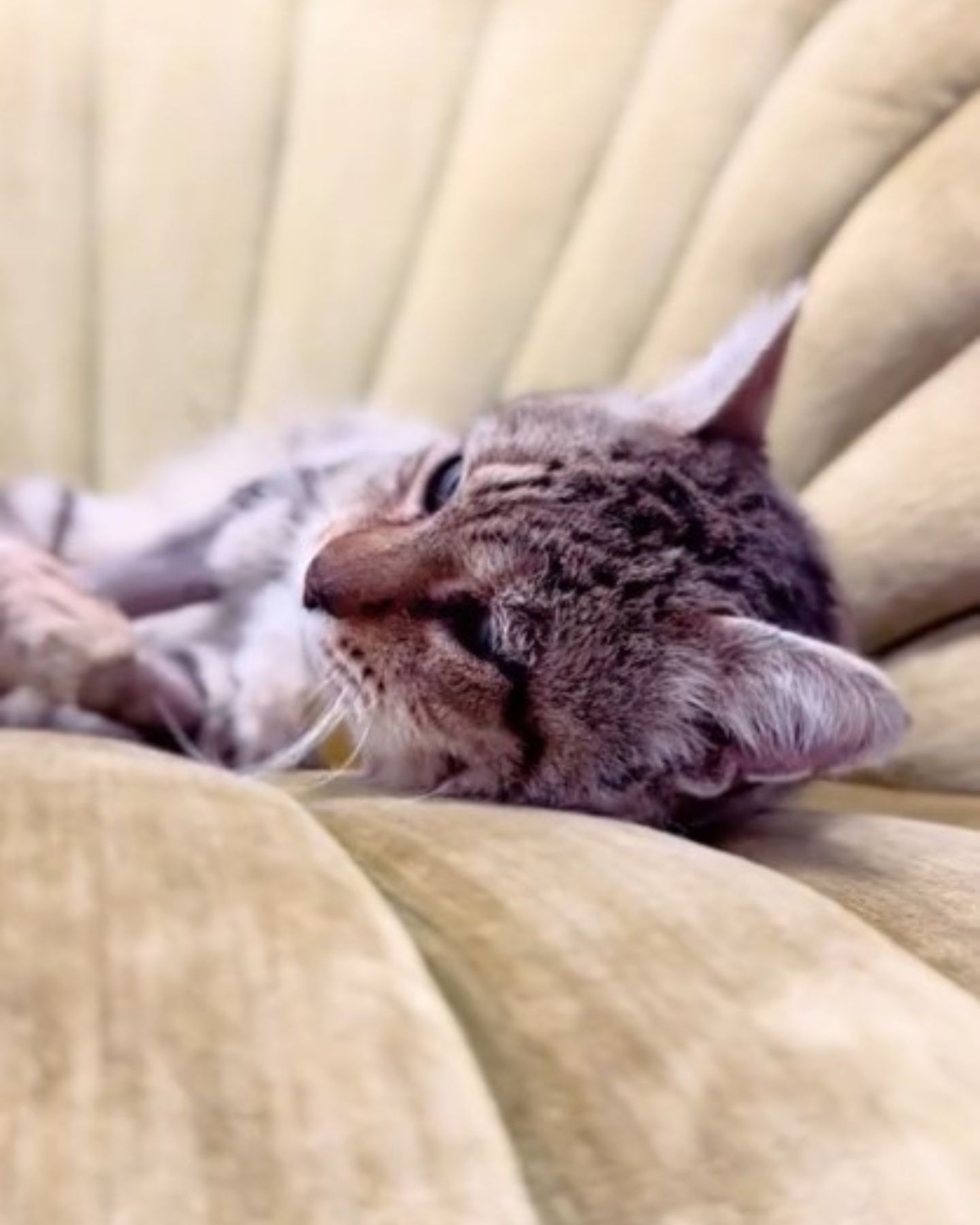 photo of stray cat lying on a chair