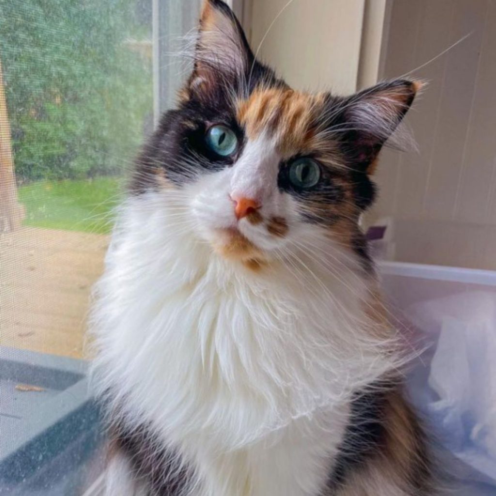 portrait of a cat sitting by the window