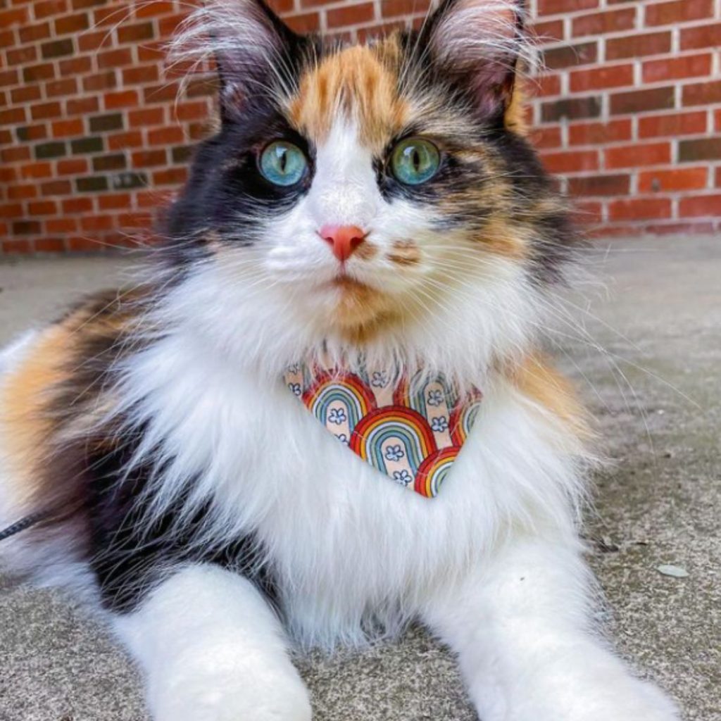 portrait of a cat with beautiful eyes