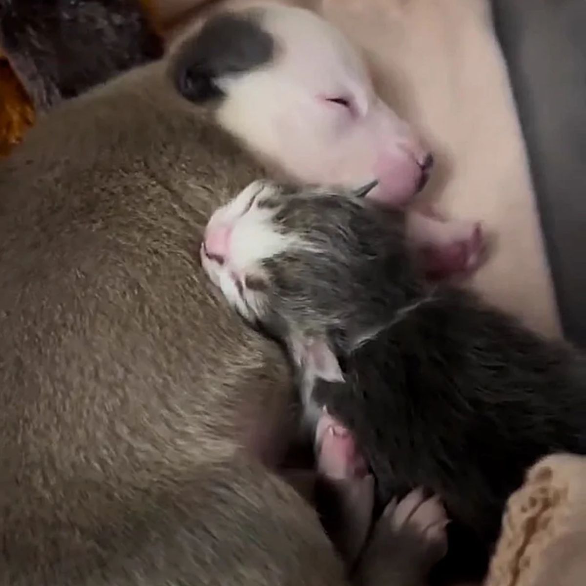 puppy and kitten sleeping