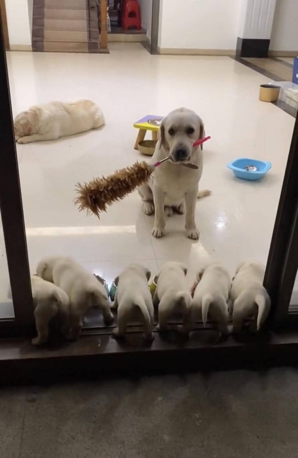 Heartwarming Bond: Owner Asks Mother Dog to Watch Over Puppies’ Dinner, Her Actions Leave People in Awe /1 - Nine Thousand Years