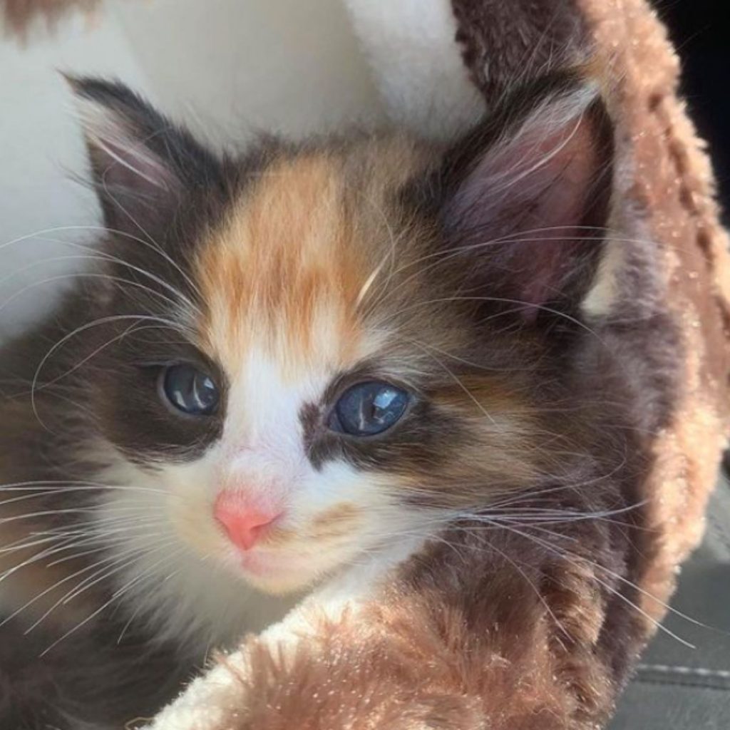 sad look of a cat with blue eyes