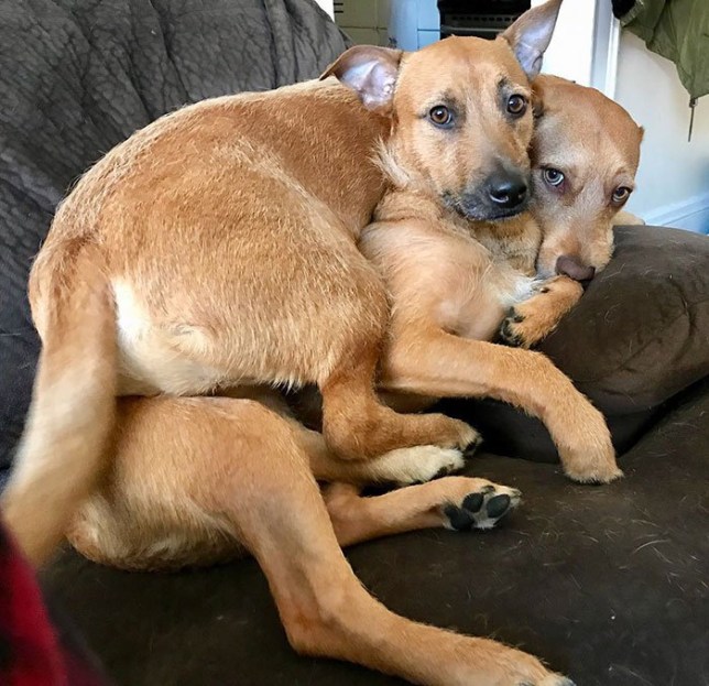 Dog meets twin, convinces family to adopt him.