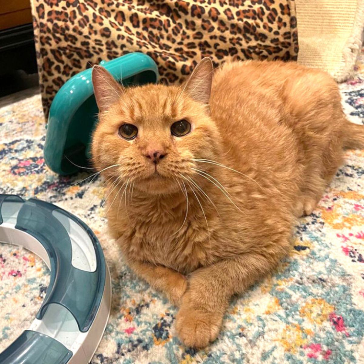 senior cat lying on the floor