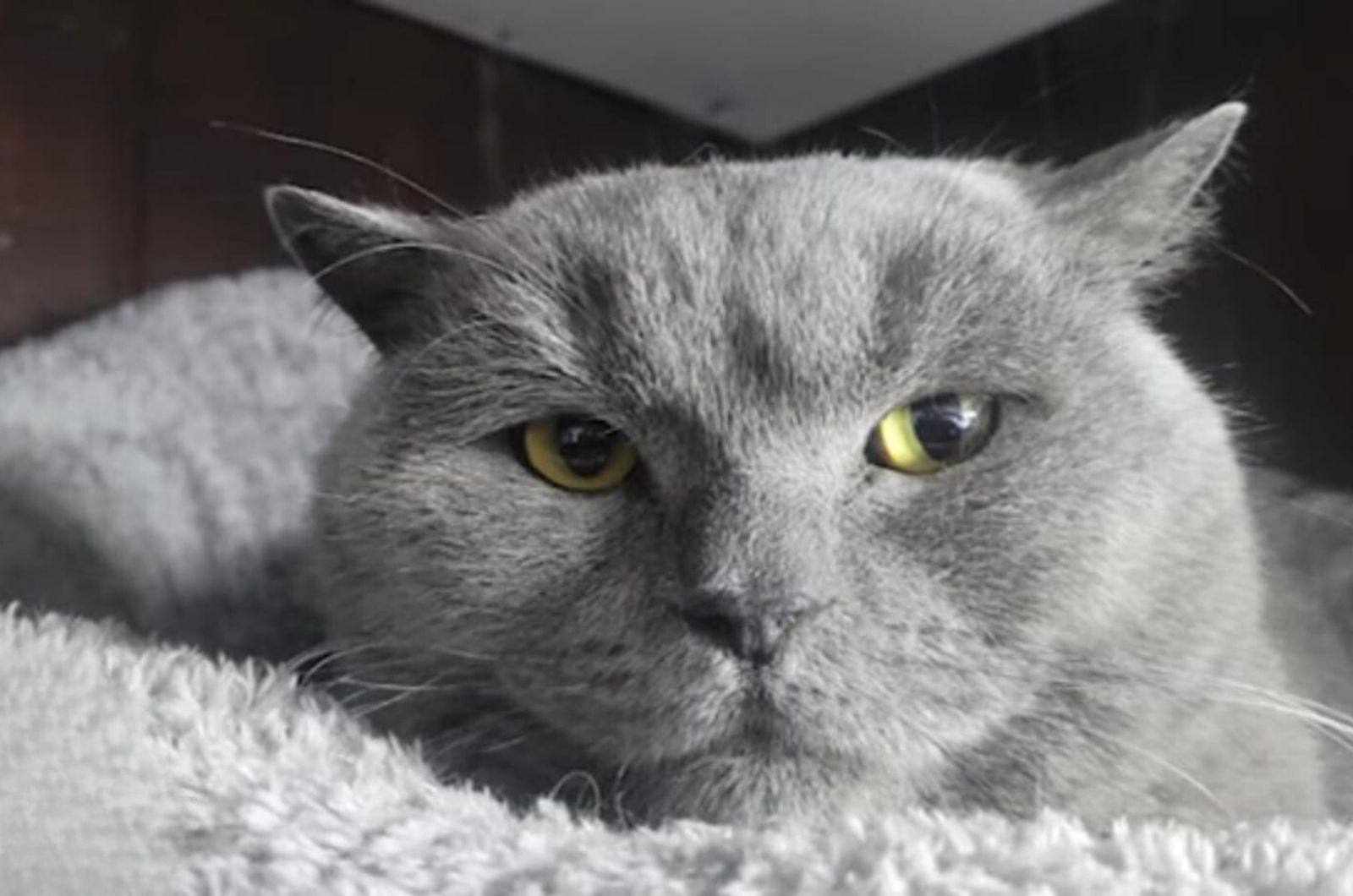 sweet gray cat with cute eyes