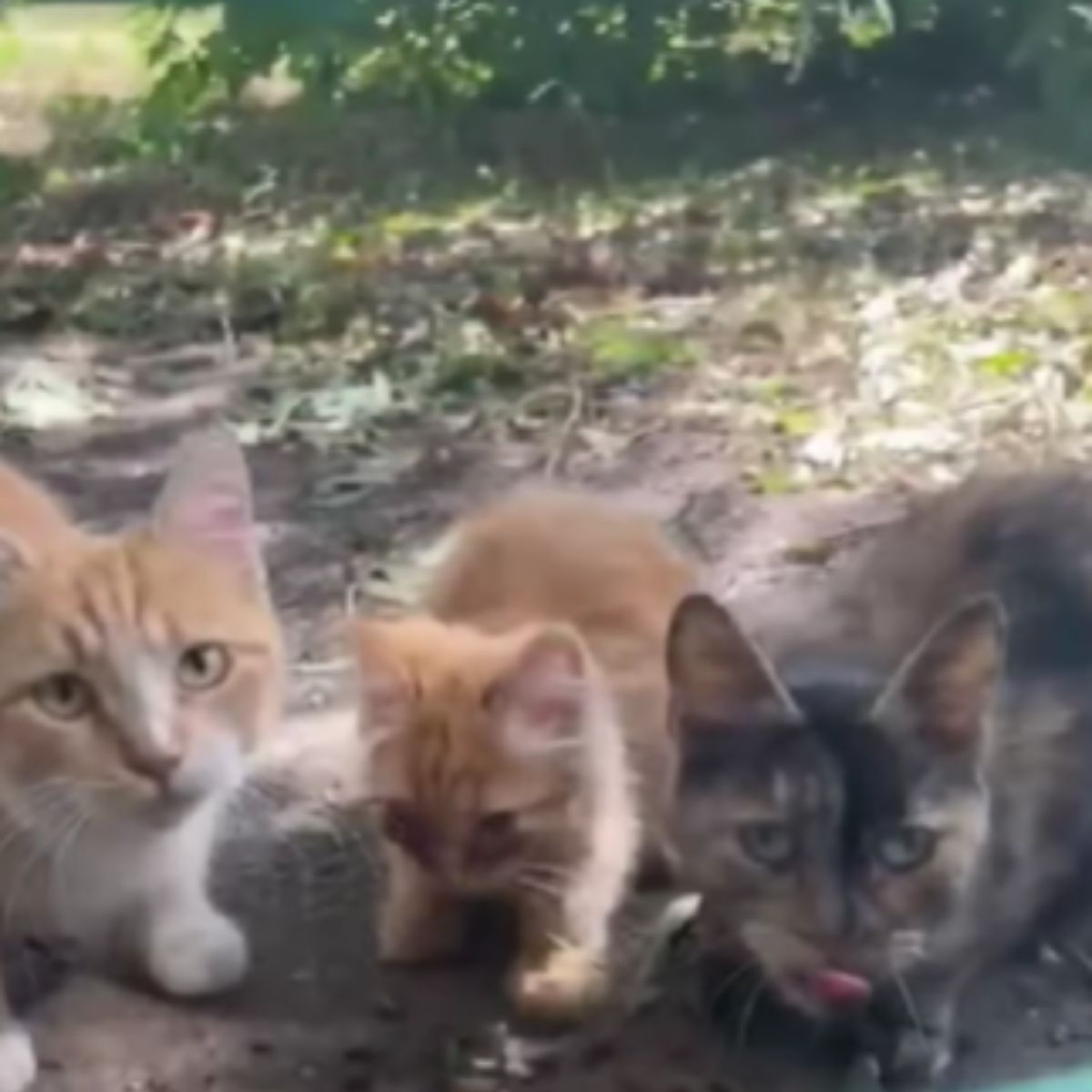 three cats laying outside