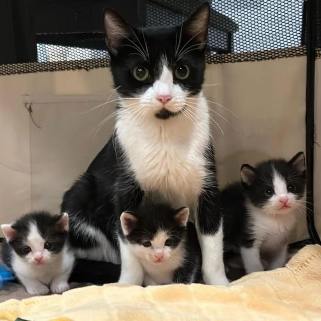 three cute kittens are sitting next to the mother cat