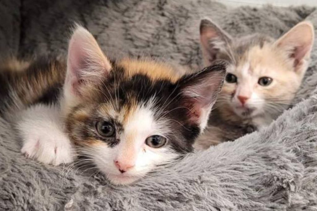 two kittens are lying on a shaggy blanket