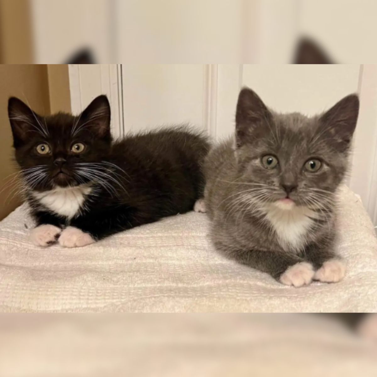 two kittens on bed