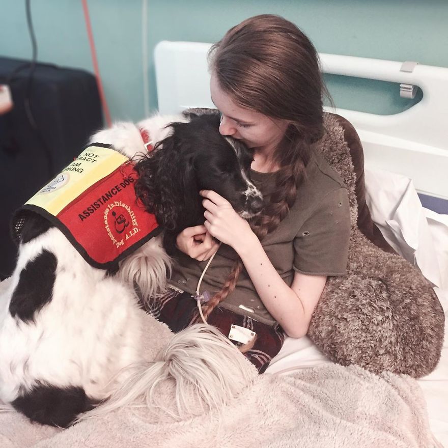 A Girl With A Disability Has The Most Adorable Helper – A Springer Spaniel Named Ted (17 Pics) | Bored Panda