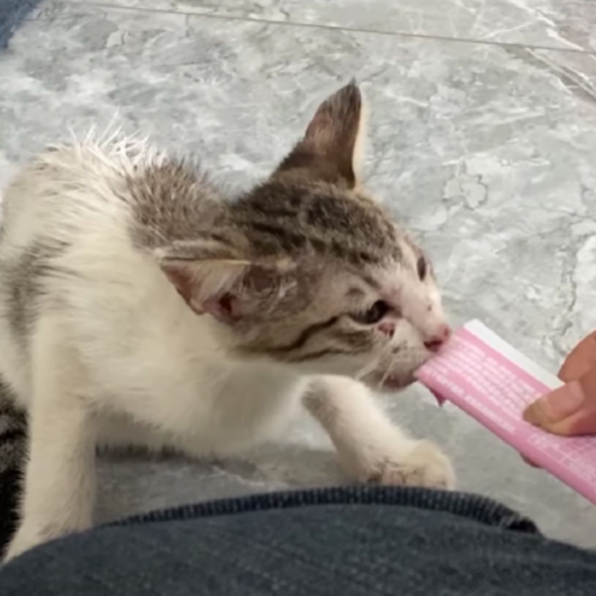 vet feeding a cat