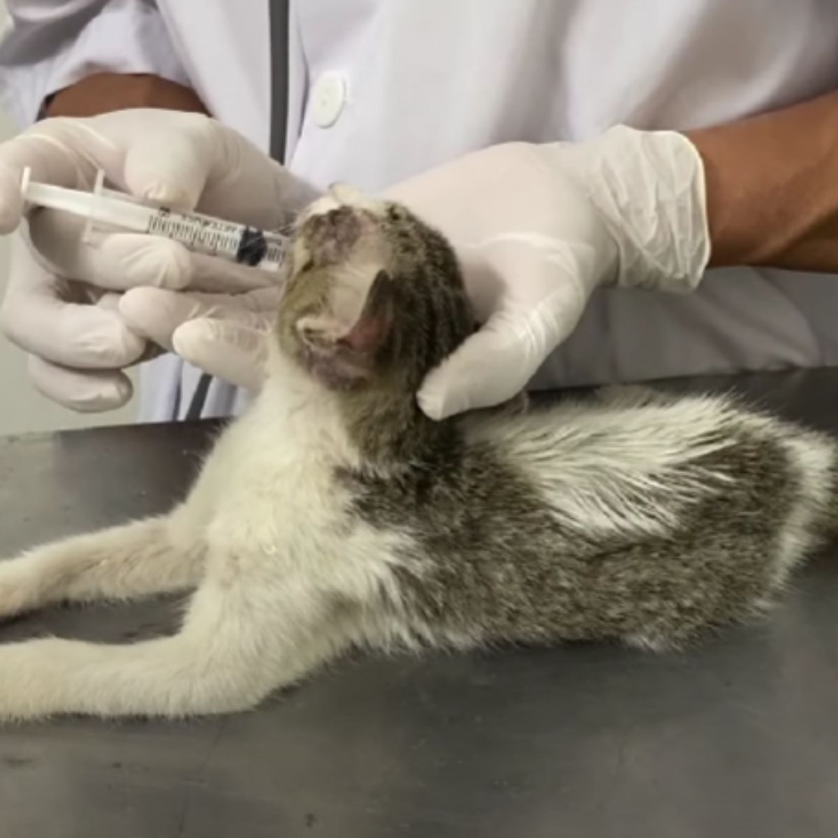 vet giving vaccine to kitten