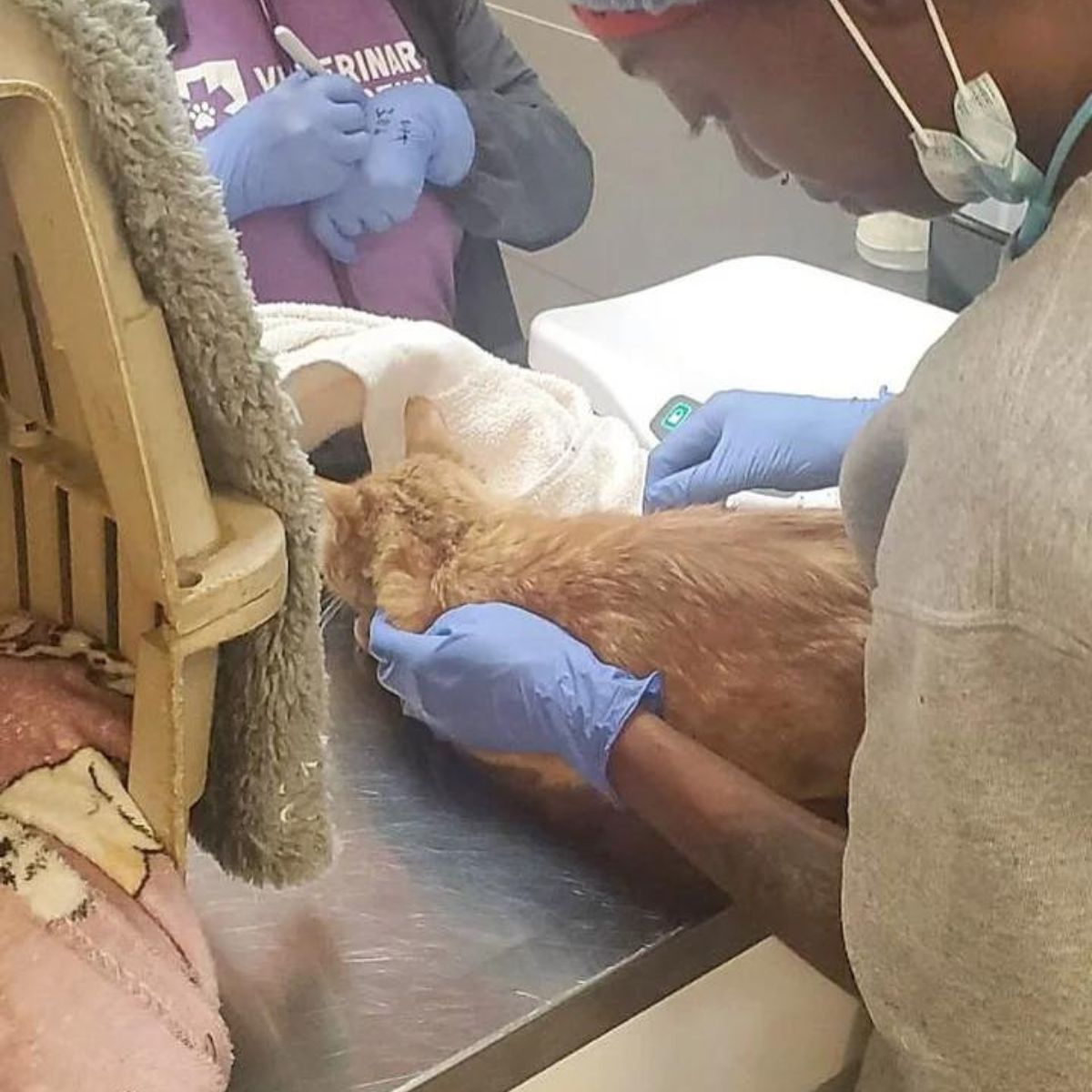 veterinarian checking cat