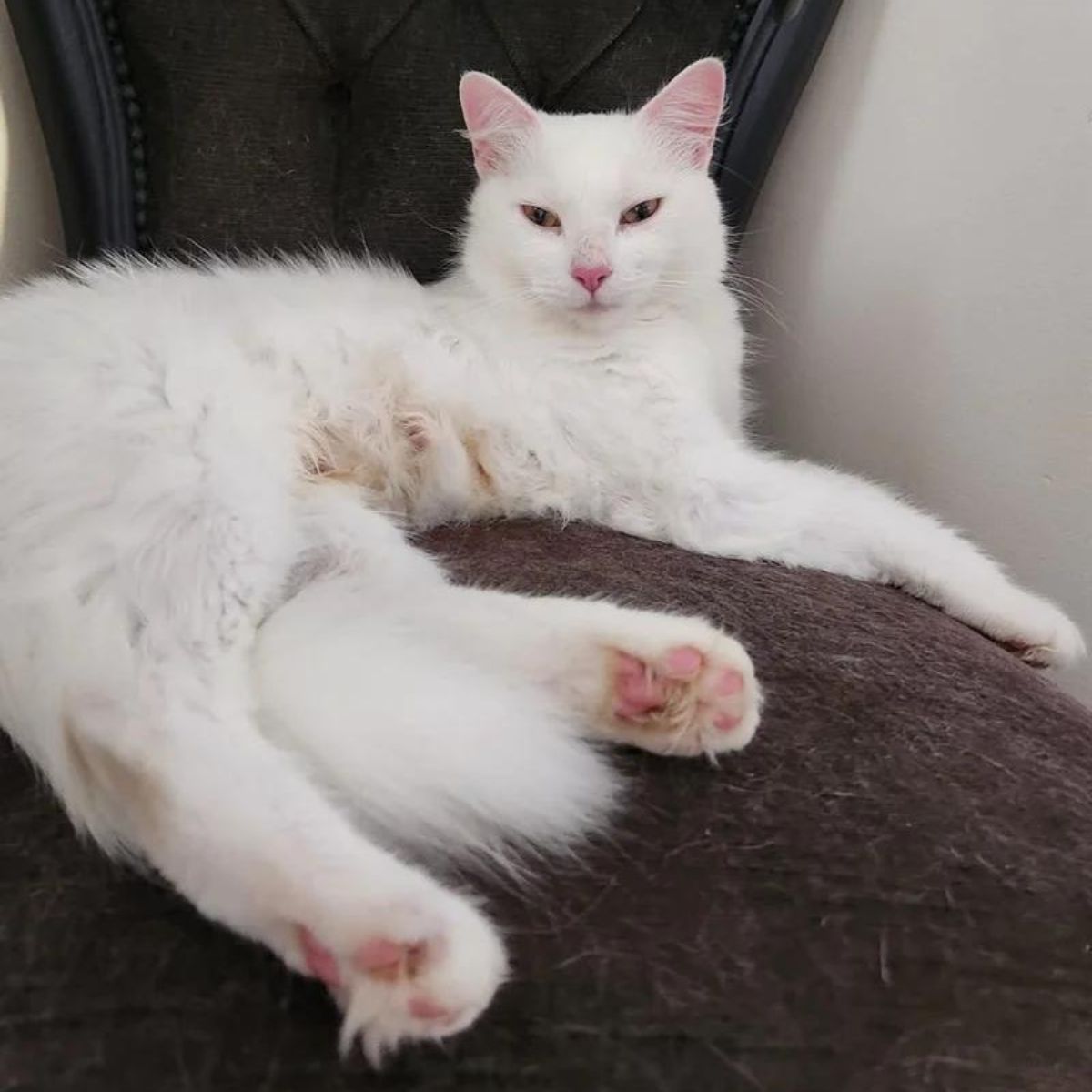 white cat on chair