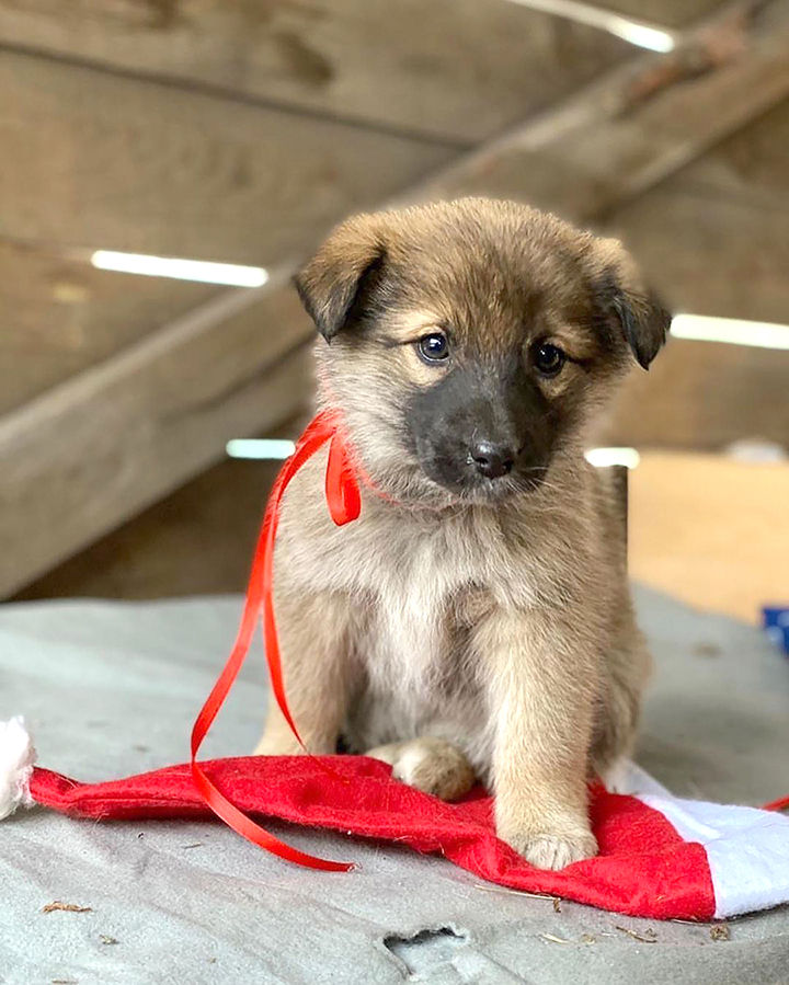 Seʋen puppies rescued after spending days Ƅy the Ƅody of мother dog who froze to death 