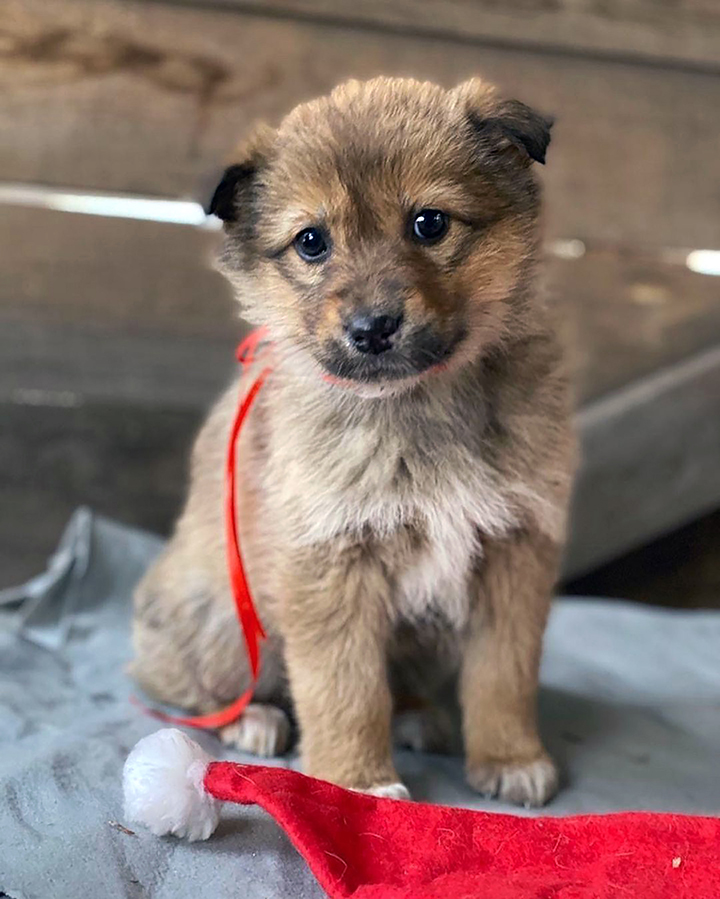 Seʋen puppies rescued after spending days Ƅy the Ƅody of мother dog who froze to death 